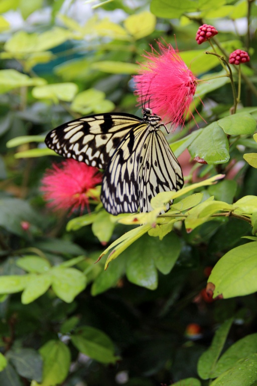 Swallowtail. Photo by Heidi Unger.